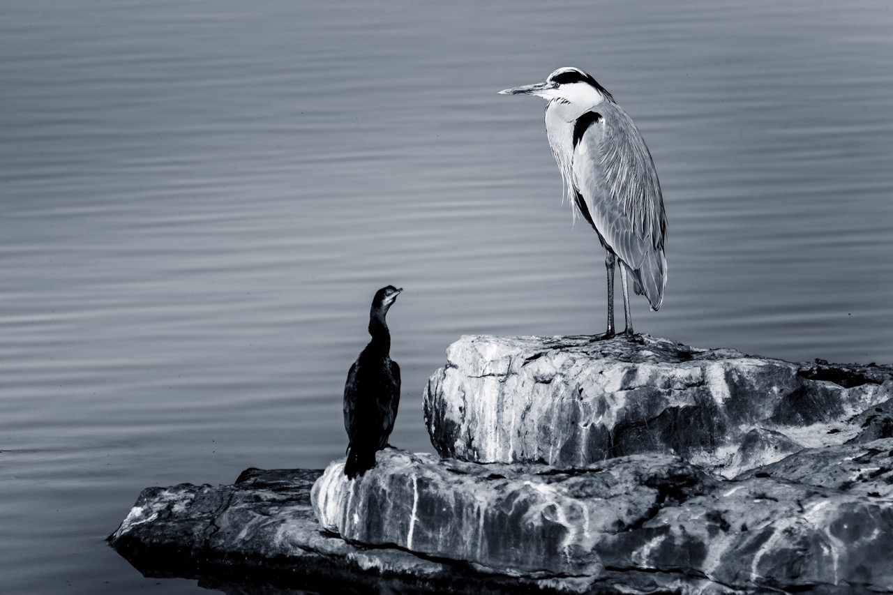 Cormorant and Grey Herron