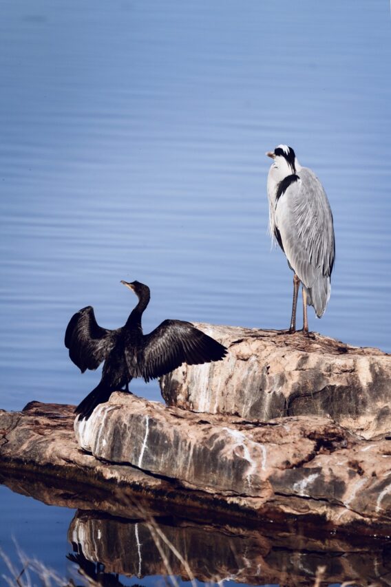 Cormorant and Grey Herron