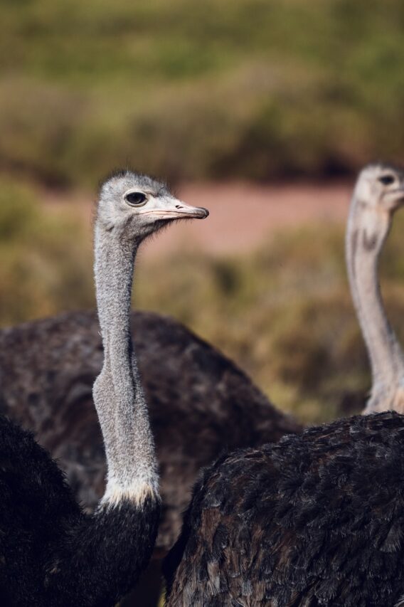 Ostrich portrait