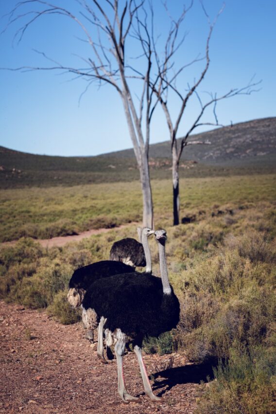 Ostrich by the trees