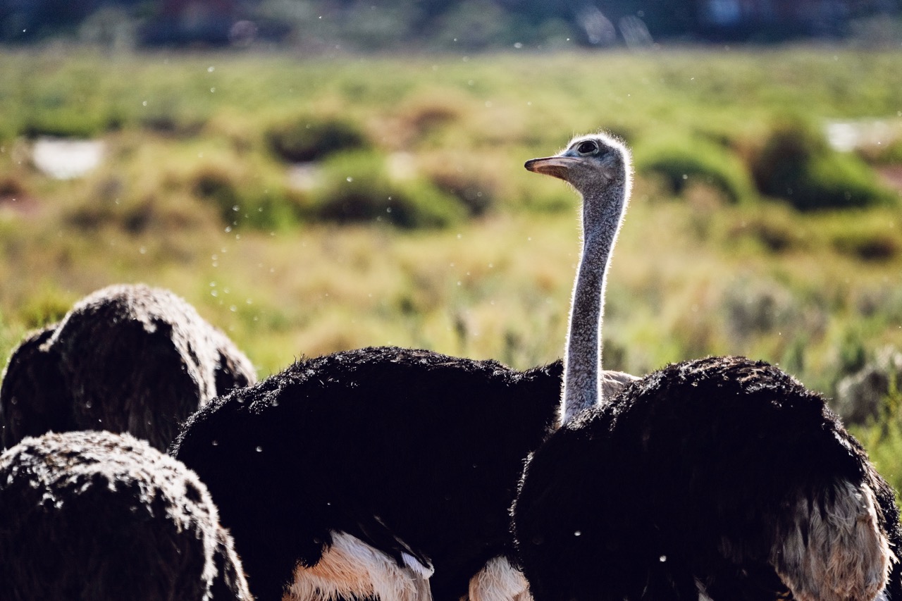 Ostrich in the veld