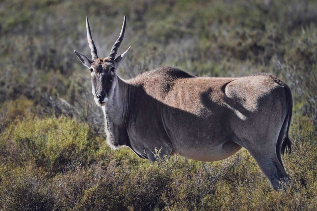 Eland