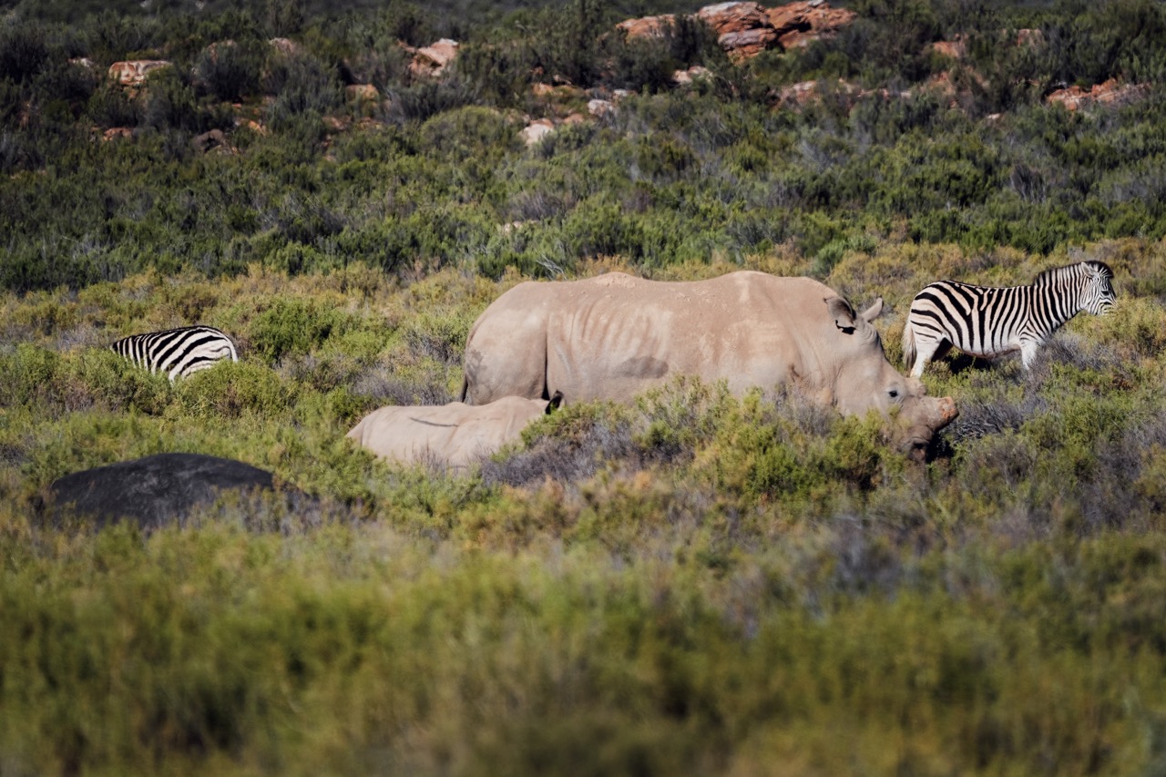 Rhino, Zebra and Hippo