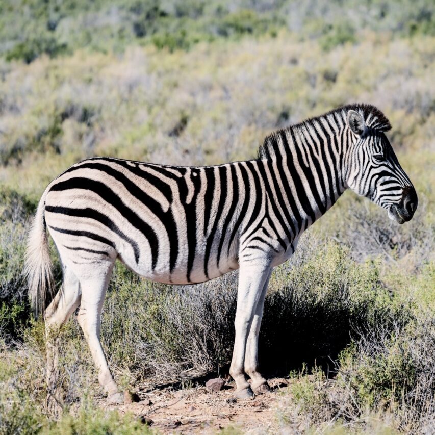 Zebra