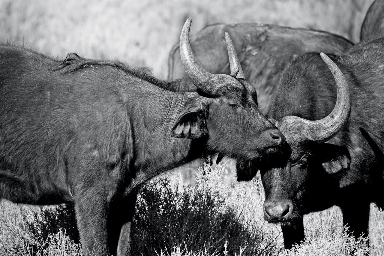 Buffalo