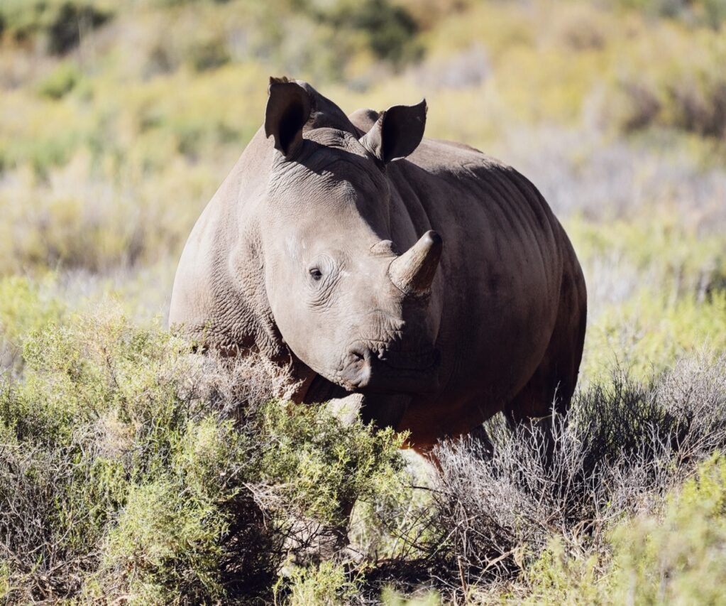 Baby Rhino