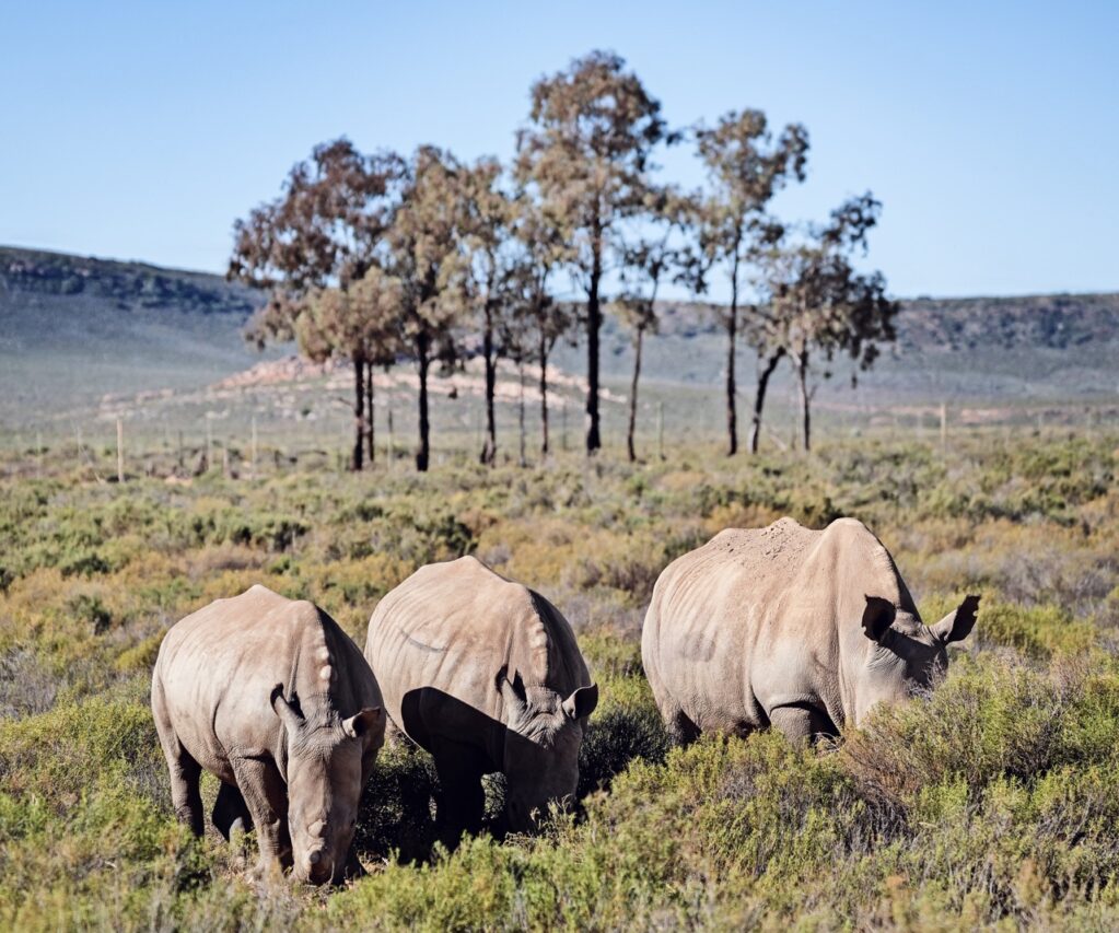 Family of Rhinos