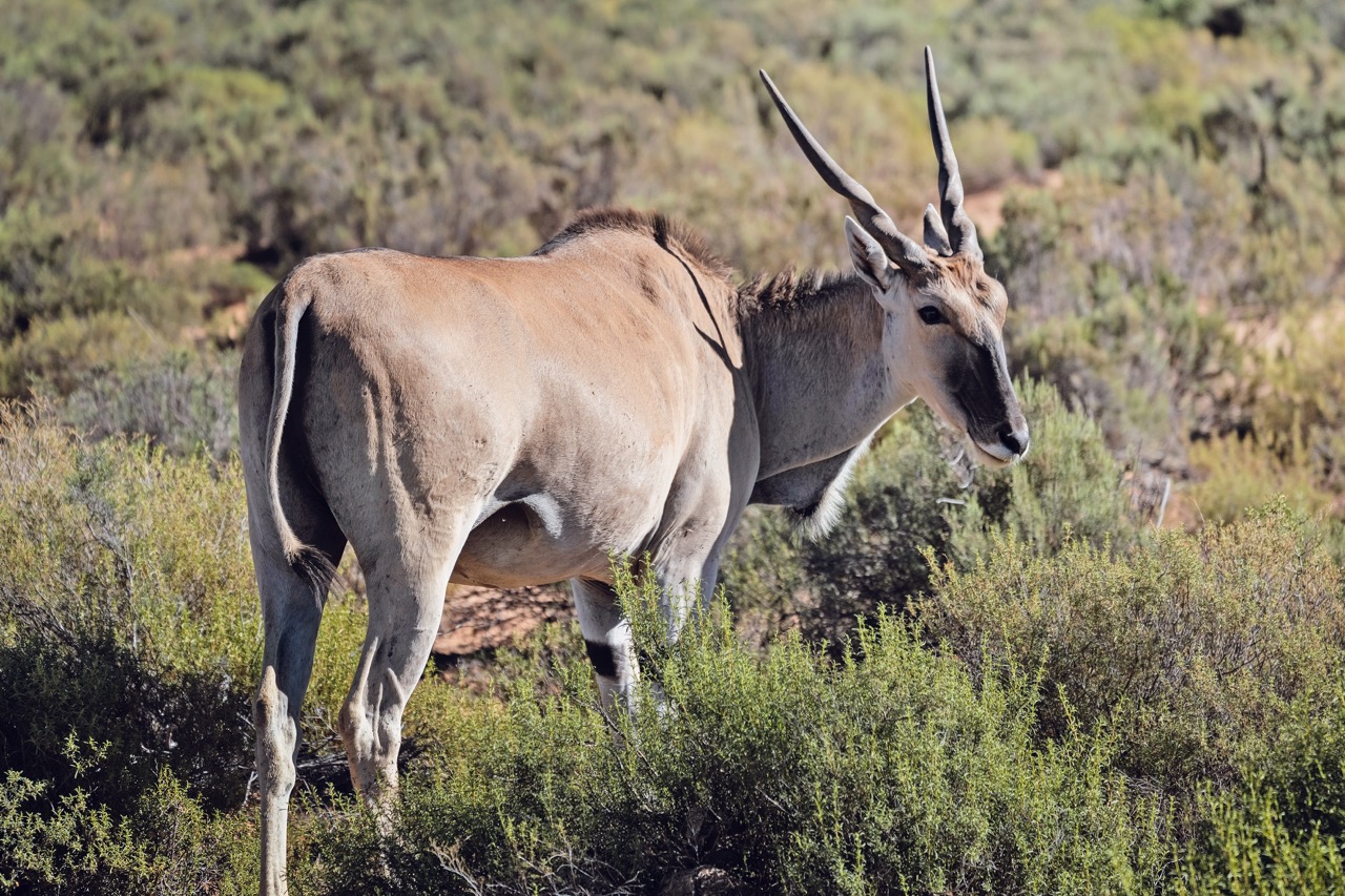 Eland