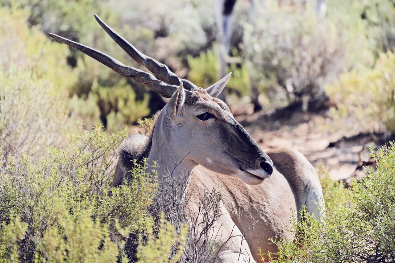 Eland at rest