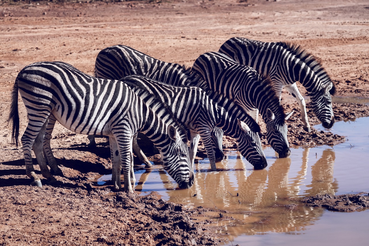 Zebra herd drinking