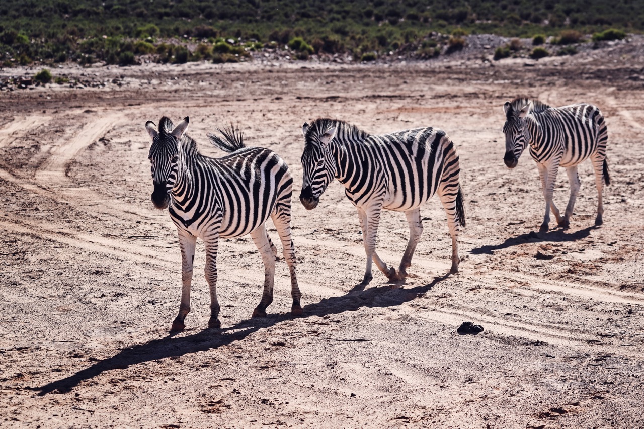 Zebra on the plain
