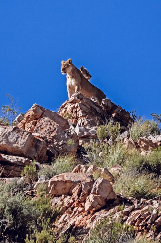 Lions