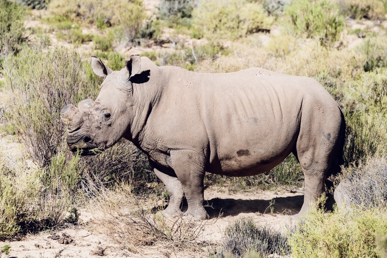 Rhino