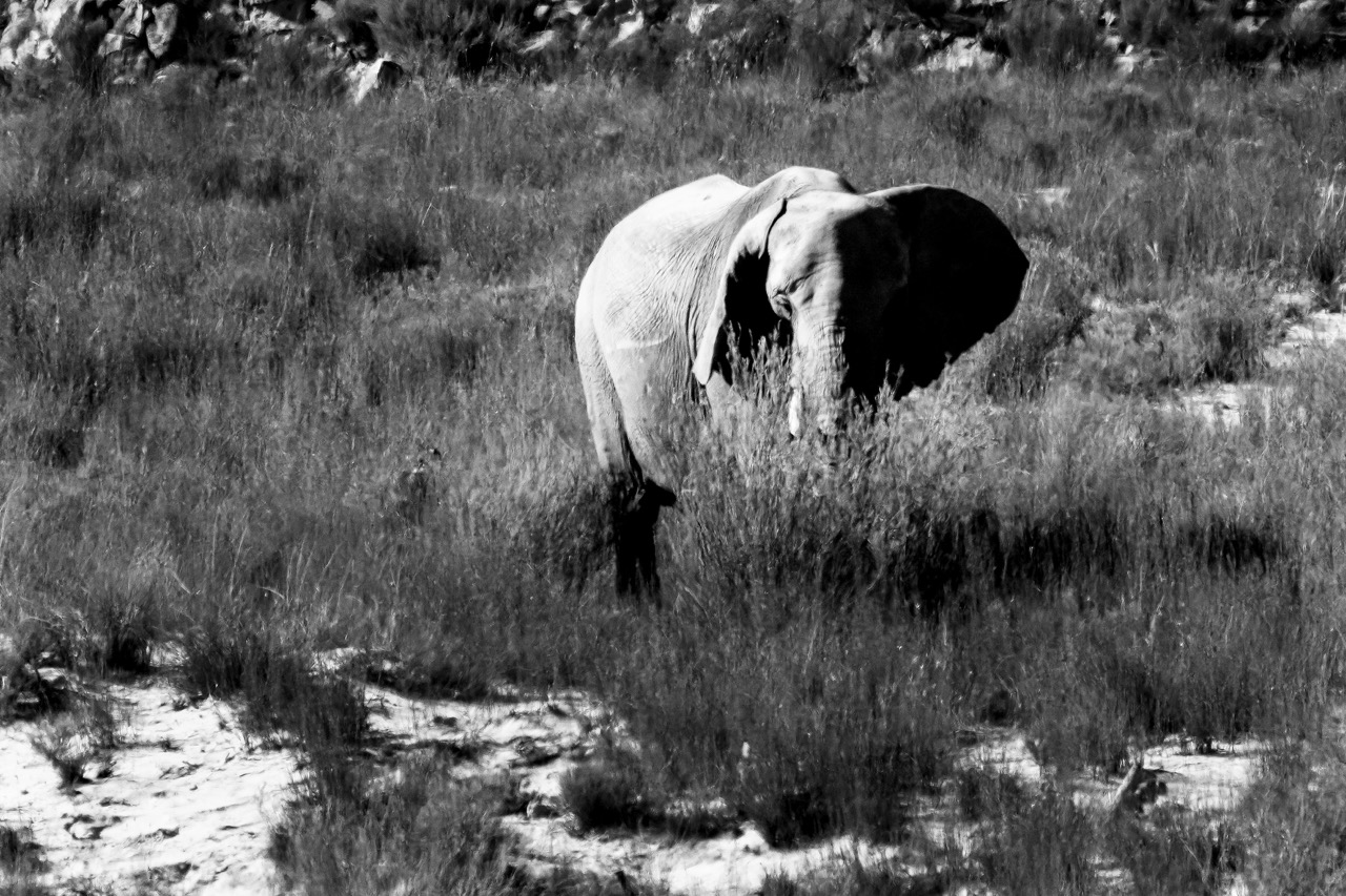 Female elephant with broken ear