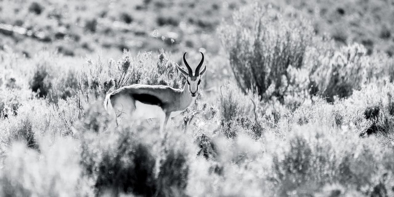 Springbok