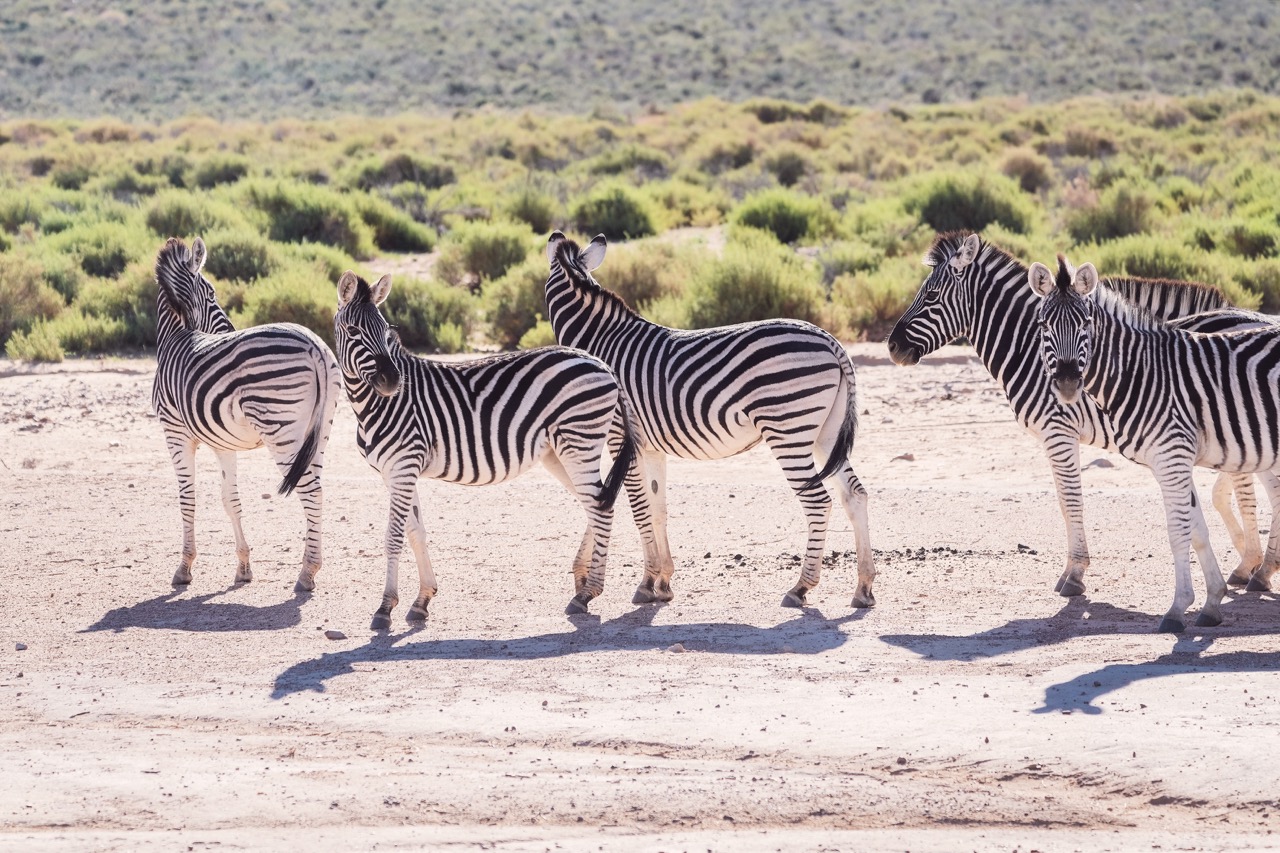 Zebra herd